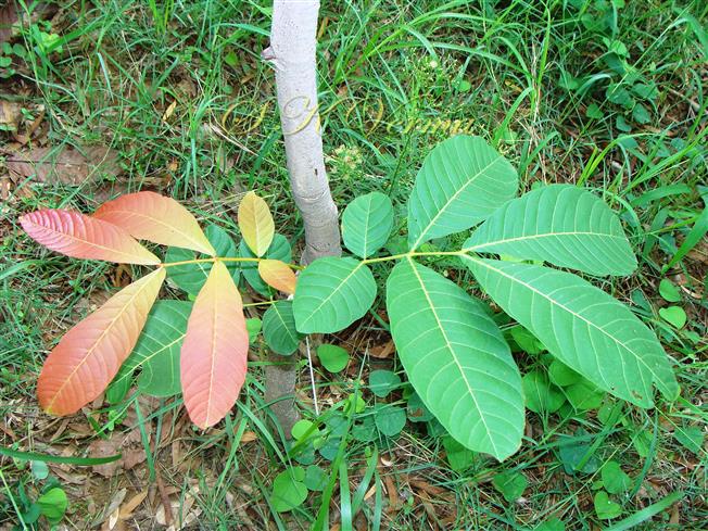  Imparipinnate leaves